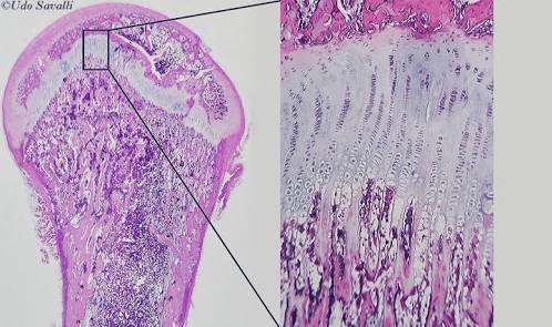 Bone Histology